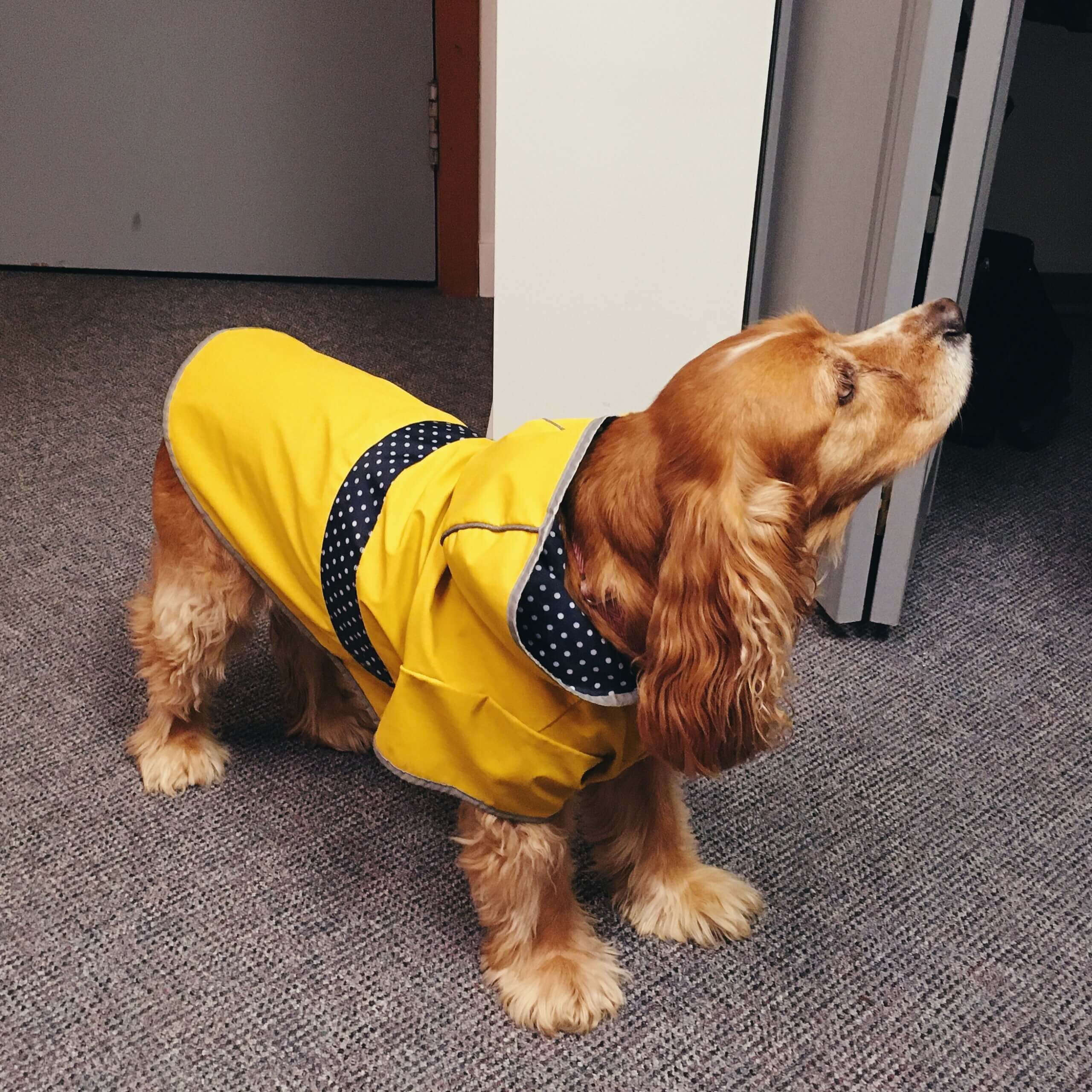 doberman dog raincoat