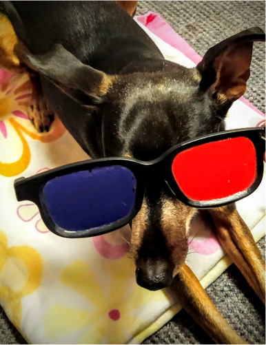 doberman 3d glasses